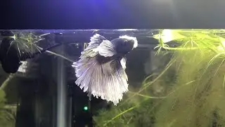 Dumbo Super Delta Betta *Old Video*