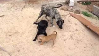 Bardino meeting Bardino