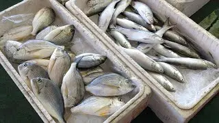【東石漁港】新鮮的豐富漁獲