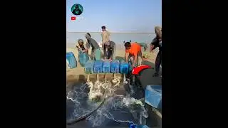 😱Iran's Petrol Smuggling..!!