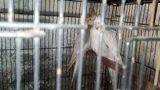 Cocktail breeding tips
