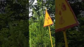 Зимой и Летом Одним Цветом. Рыжий Лес Чернобыля Украина