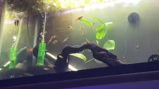 I GOT A NEW SCHOOL OF EMBER TETRA - WATCH HOW BEAUTIFULLY THEY SCHOOL TOGETHER