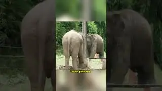 one way to detect self recognition in animals