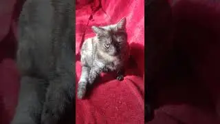 #cat #cute #kospikkk #kitten #catvideos #catlover #catvideo #cutecats #cats #catshorts #кот #котики