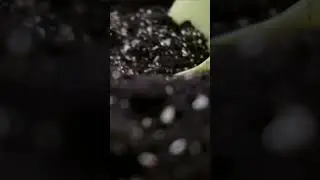Рассаживаю спатифиллум по горшкам #homeplants #shorts