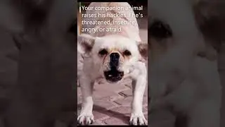 What&rsquo;s Your Dog&rsquo;s Trying to Tell You Raising Hackles