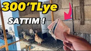 Takipçimize 300’tlye kuş sattım ! Ticaret ☺️