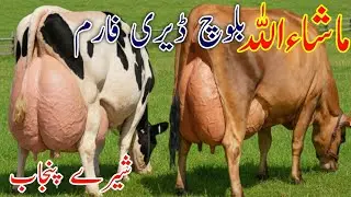 Jersey Cows for Sale | Mashallah Baloch Dairy Farm Today | Fresh Milk Cows Update | Big Jersey  Cows