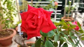 Permanent flowering plant/Permanent flowering plant for beginners/beautiful flower plant