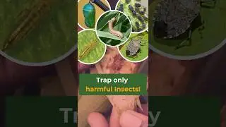 Eco-Friendly Insect Control: Smart Pheromone Trap System #mekonglink