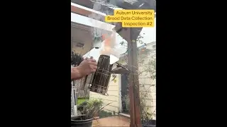 Honey Bee Brood Data Collection - Auburn University Week 2
