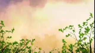 Free HD Wedding background, Free download motion background, Free Video animation NATURE 015