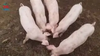Domaći prasci iz Krasna