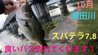 【バス釣り】スパテラ❗️ヘビダンが好調❗️ 琵琶湖　瀬田川