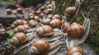 Nveiling the Microscopic World of a Snail Colony #microscopicworld