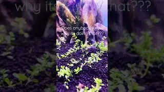 Dwarf Baby Tears Twerking 🌱🎵🎶