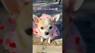 Your doggy knows a secret 🐶🩷#chihuahua #pets #doglover #cutedog #funny #puppy #dogshorts #shorts