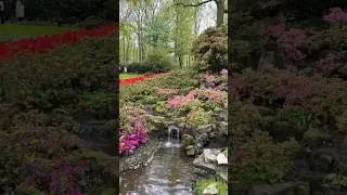 Keukenhof, Netherlands 🇳🇱