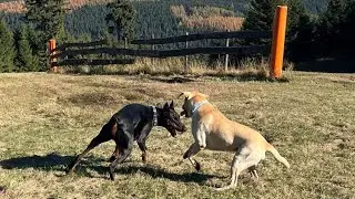 Dobermann Fichtelberg