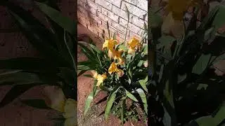 Golden Bearded Iris | Nature Lover | Hardy Plants | Zone 7 | Gardening With Spenta
