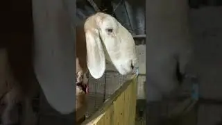 Акаванго #арашан
