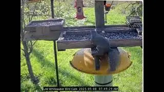Gray Squirrel (Sciurus carolinensis) says 