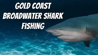 Gold Coast SHARK FISHING- How, When and Where.