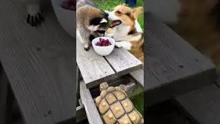 Furreal Raccoon Compilation Fun, Cute & Asmr Moments 🐱 #Furreal #Animals #Viral #Fun #Asmr #Cute