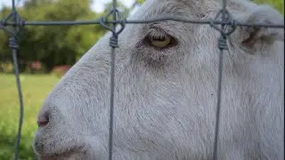 The Queens County Farm Museum: A Spotlight