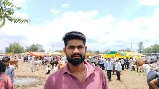 दिनांक 17 जून 2025 पचोर पशु मंडी किसान गाय