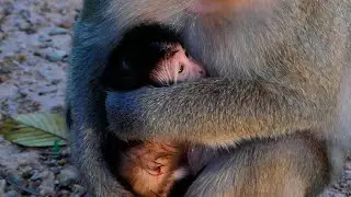 welcome new born baby monkey by mom Piper
