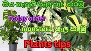 #indoor #plants  #cuting,#caring  #tips #orders #monstera #how to plant cutting 