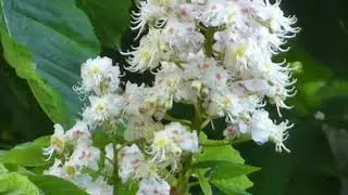 Horse Chestnut flowers - Aesculus hippocastanum - Hrossakastan&iacute;a  -  Sk&oacute;gartr&eacute;