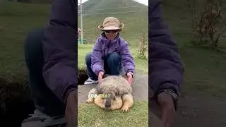 Почему сурки едят как сумасшедшие? Всё это ради спячки! 🐿️🍞 #интересныефакты #фактывоздух