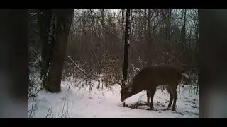 #trailcameratuesday #trailcam #trailcameras #bucks #buckdeer  #huntingseason #hunting #trailcamera