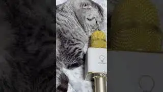Kitten snoring into microphone!
