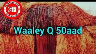 Waaley Q 50aad oo habshing laang e