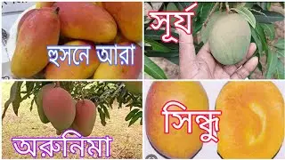 সিন্ধু|সূর্য|অরুণিমা|হুসনে আরা আম|Sindhu|Surya|Arunima|Husn ara Mango