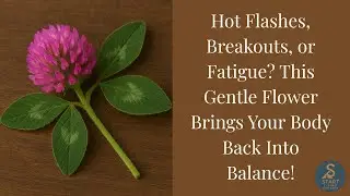 :🌺 &ldquo;Hot Flashes, Breakouts, or Fatigue? This Gentle Flower Brings Your Body Back Into Balance!&rdquo; 🌺