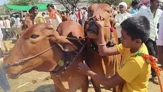 📍liveघोडा कामठा बैल बाजार कळमनुरी नांदेड रोड 