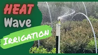 Watering Thousands of Plants in a Heat Wave - how that looks for us.