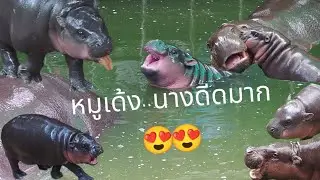 วันนี้น้องหมูเด้งดีดมากๆๆเด้งสุดติ่งกระดิ่งแมวเลย 😍😍🦛🦛💗💗 #หมูเด้ง #สวนสัตว์เปิดเขาเขียวชลบุรี