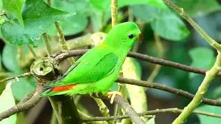 Blaukr&ouml;nchen (Loriculus galgulus) Blue-crowned hanging parrot Zoo Sch&ouml;nbrunn Serindit Lumix dc-fz82