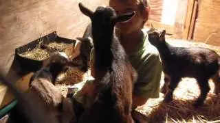 Training Baby Goats