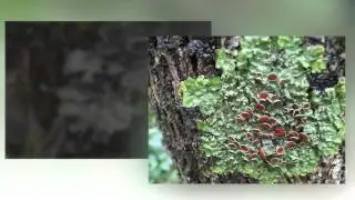 Pseudocyphellaria - fungi kingdom