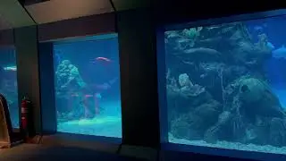 The Seas with Nemo & Friends - World Nature - Epcot, Walt Disney World 07-18-2025