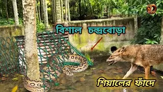 বিশাল আকারের চন্দ্রবোড়া ফাসলো শিয়ালের ফাঁদে | Russell's Viper Rescue | Snake video | Reptopedia