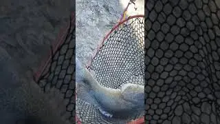 Murray cod 97cm on chicken  part1