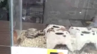 Disgusting Bugs!!